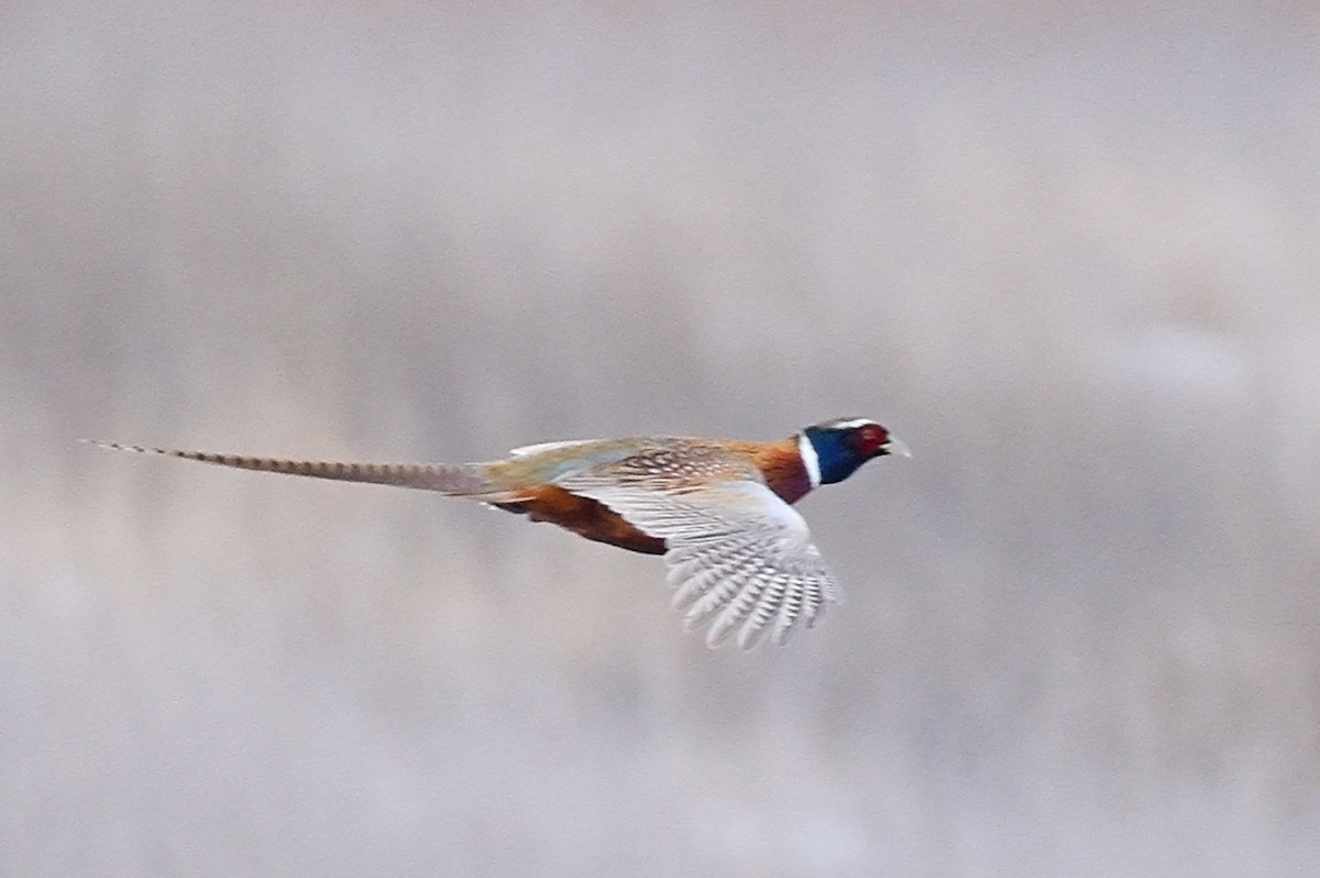 Ring-necked Pheasant - ML521156801