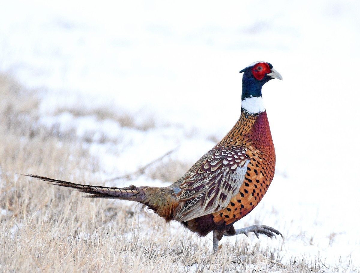 Ring-necked Pheasant - ML521156831