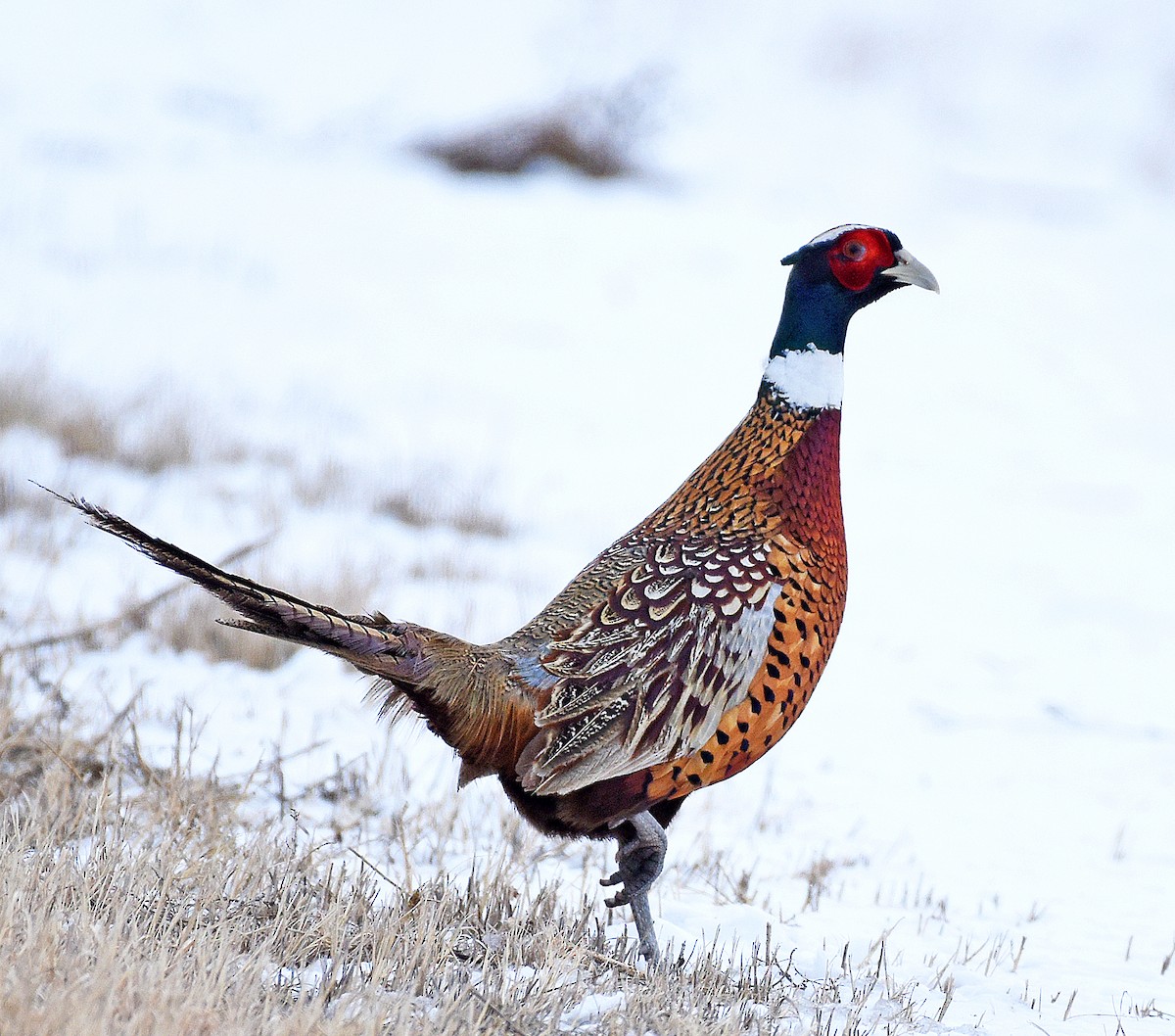 Ring-necked Pheasant - ML521156841