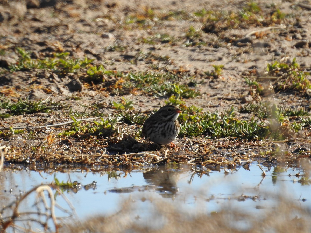 Savannah Sparrow - ML521157741