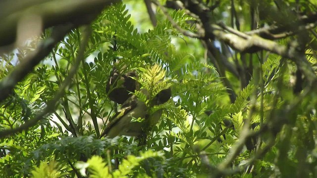 Hooded Siskin - ML521158411