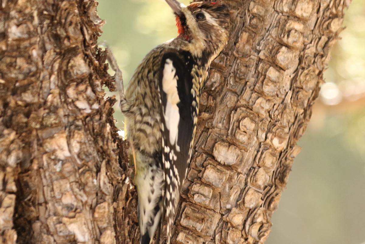 Yellow-bellied Sapsucker - ML521159971