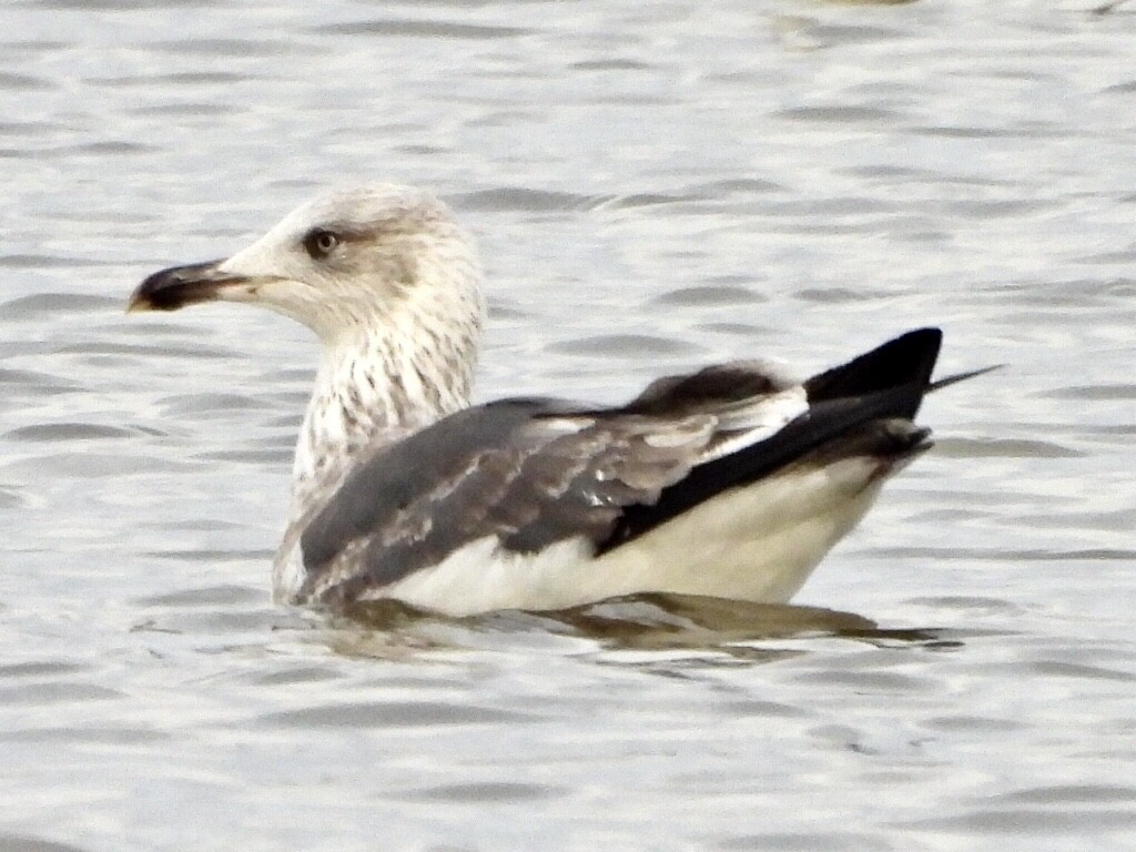 Lesser Black-backed Gull - ML521161241