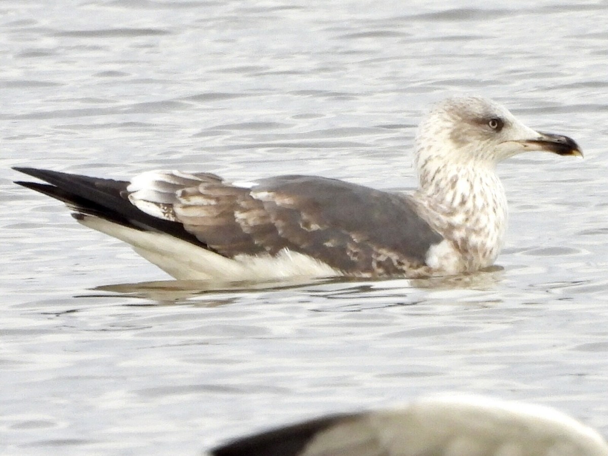 Lesser Black-backed Gull - ML521161251