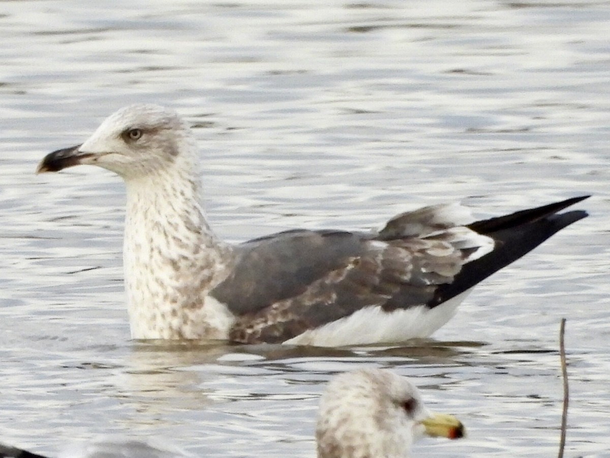 Lesser Black-backed Gull - ML521161261