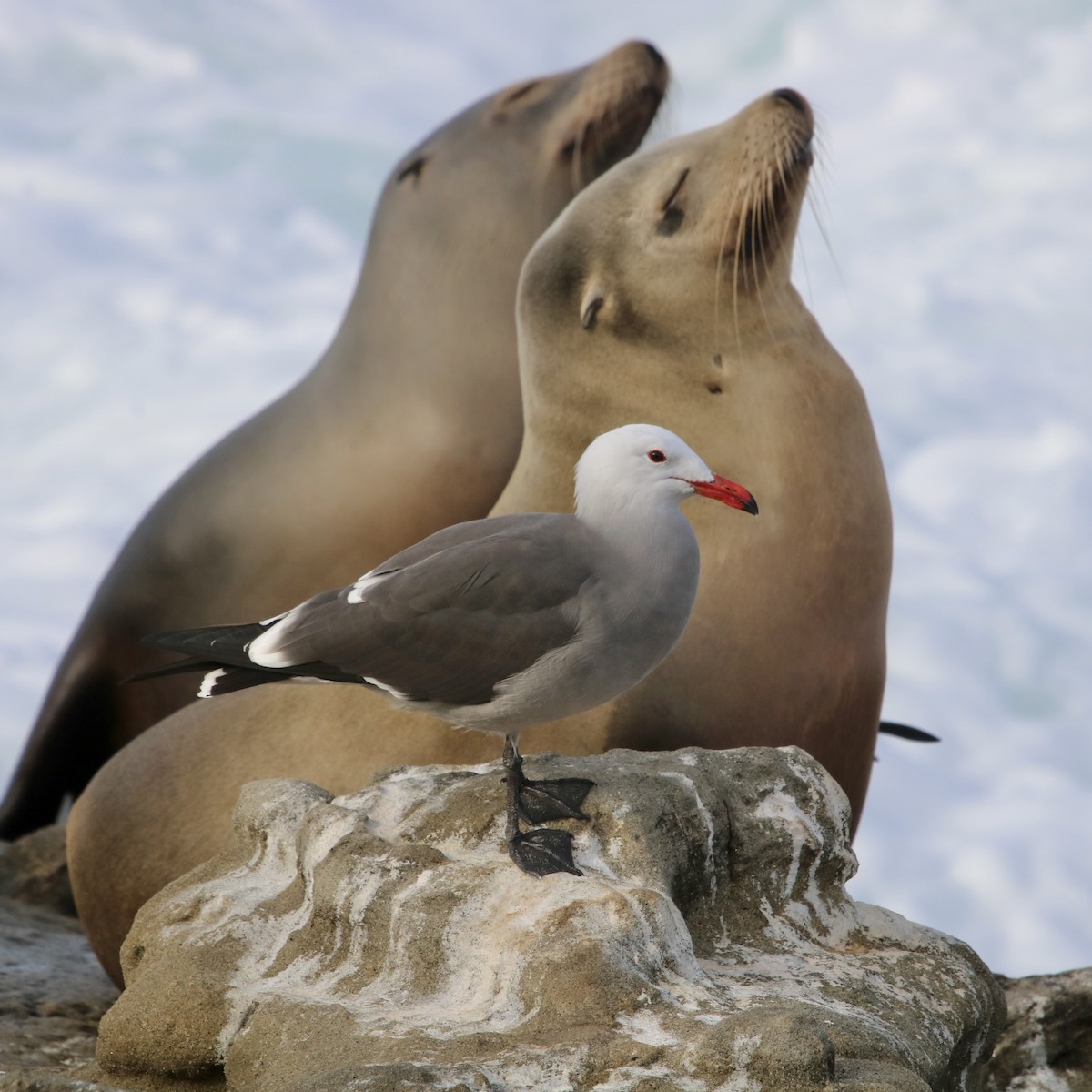 Heermann's Gull - ML521161421