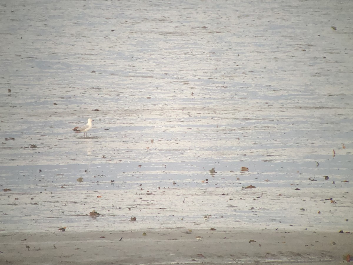 Silver Gull - ML521162551