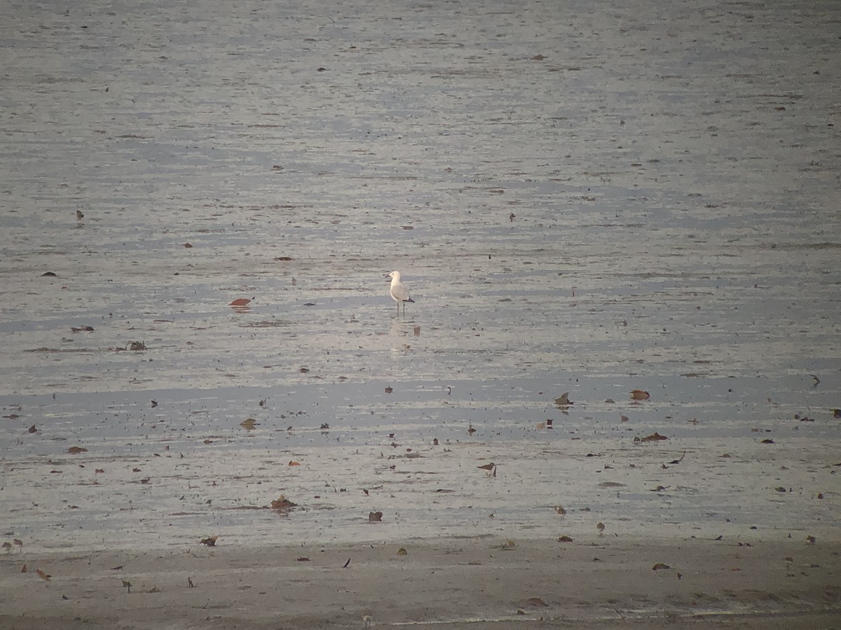 Silver Gull - ML521162581