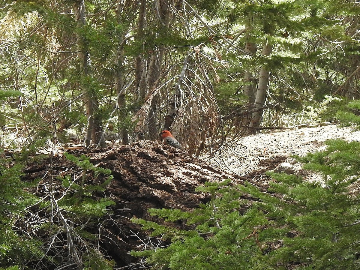 Pine Grosbeak - ML521163481