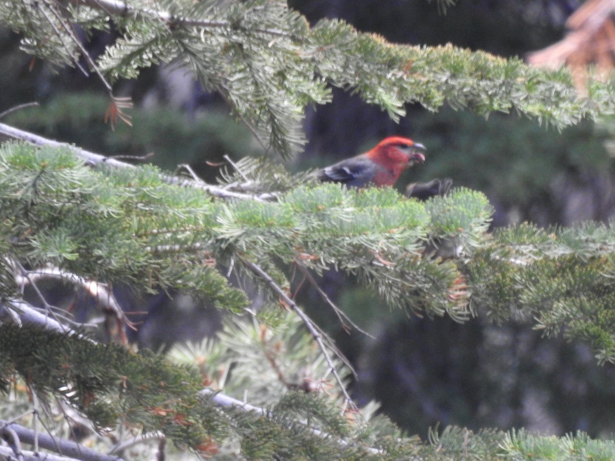 Pine Grosbeak - ML521163501