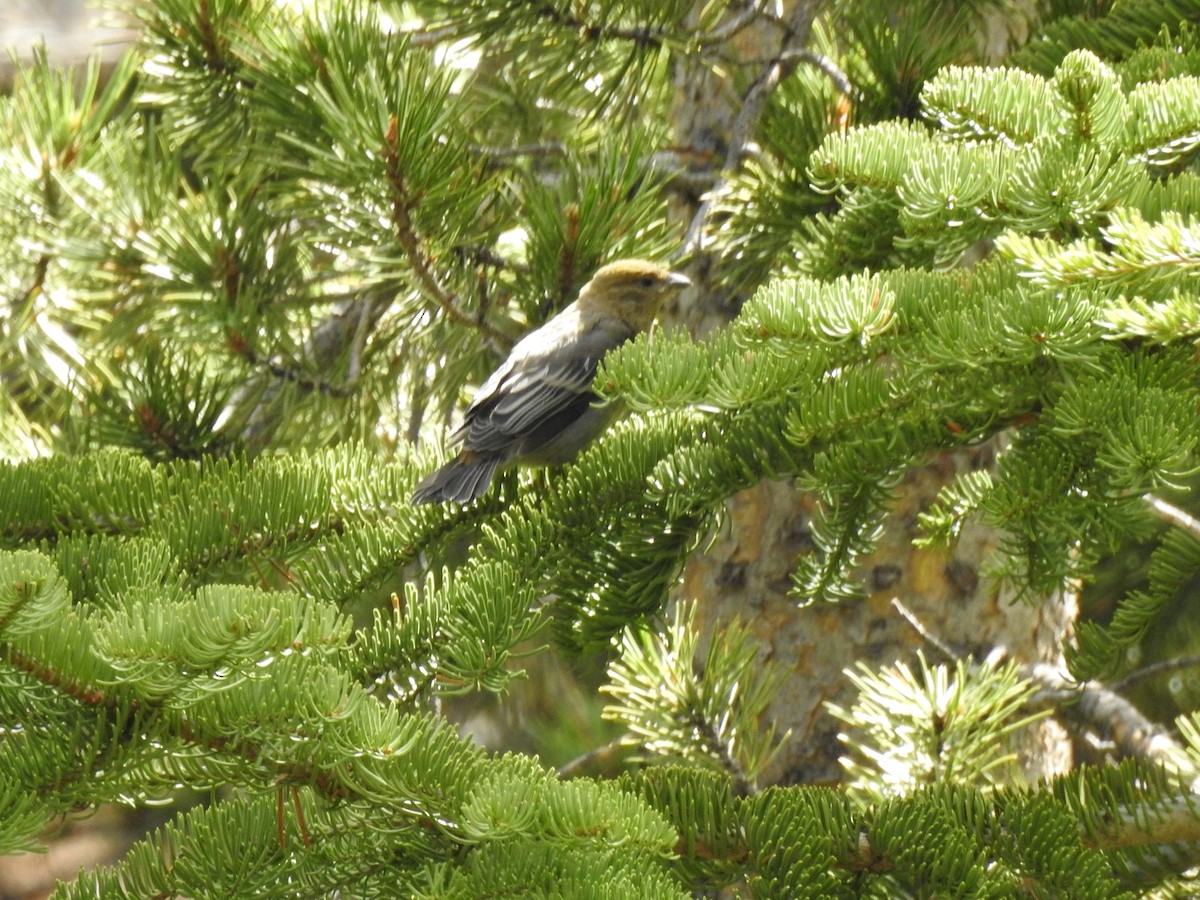 Pine Grosbeak - ML521163511