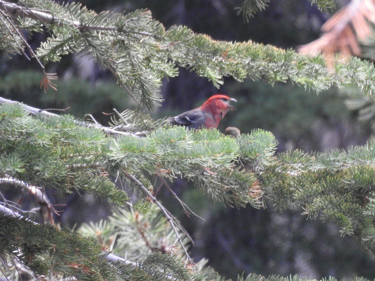 Pine Grosbeak - ML521163521