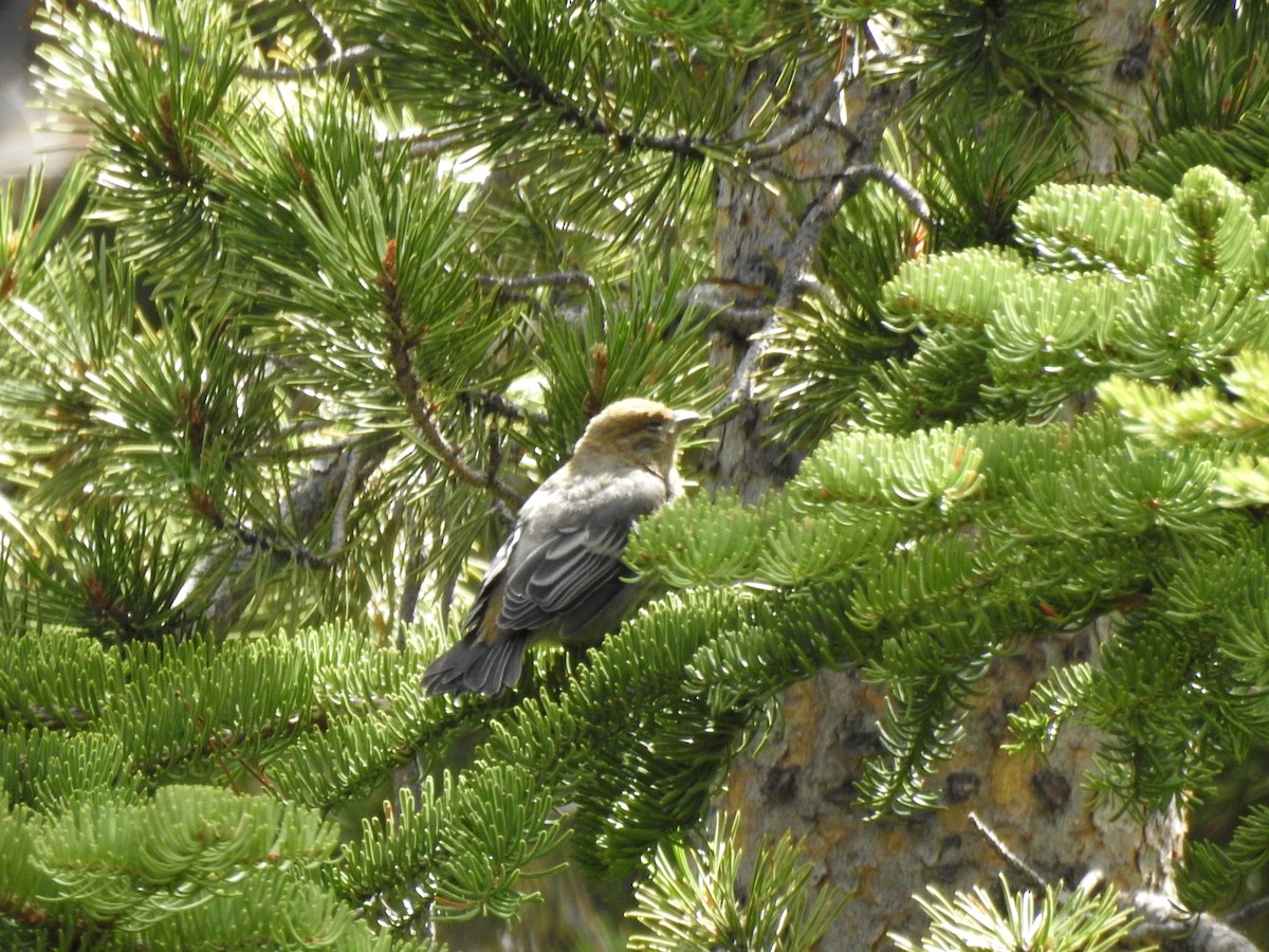 Pine Grosbeak - Sandra Blair