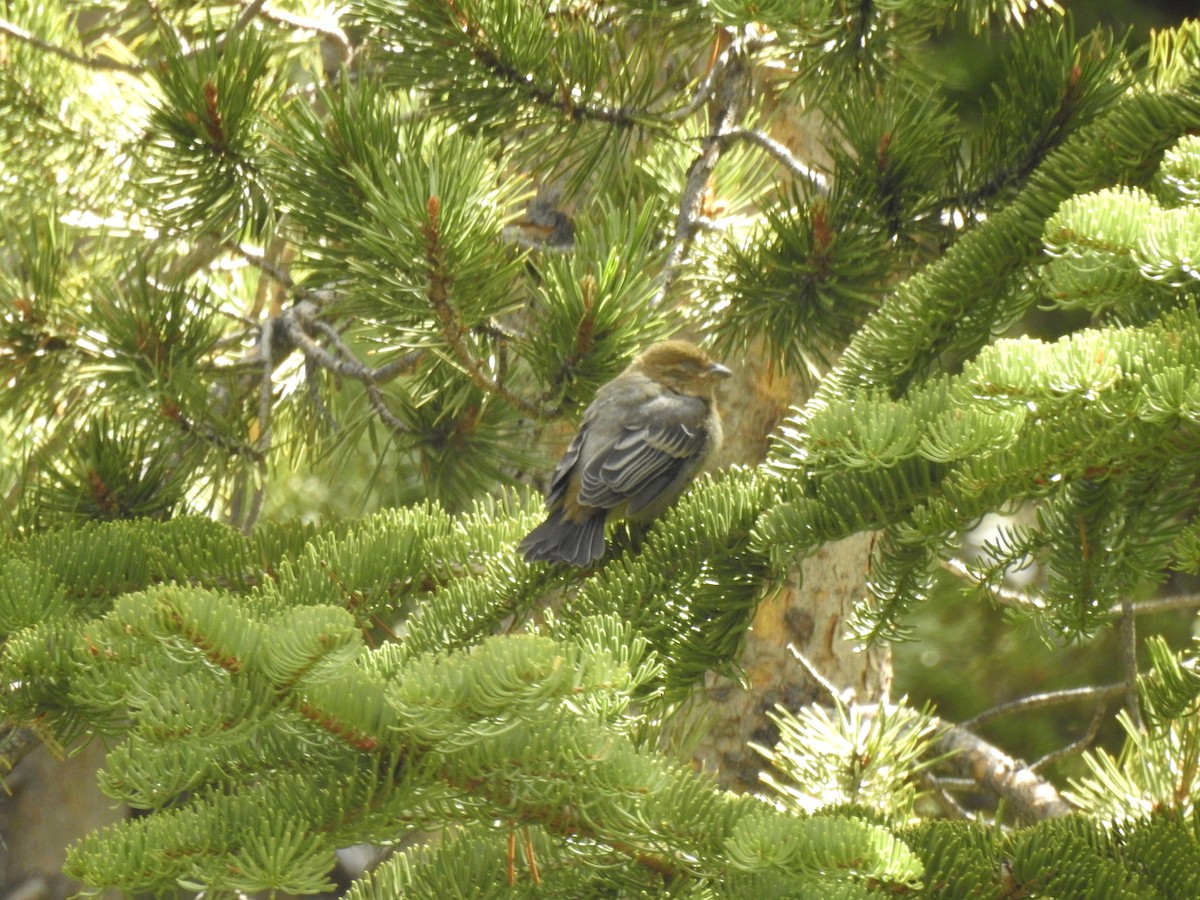 Pine Grosbeak - Sandra Blair