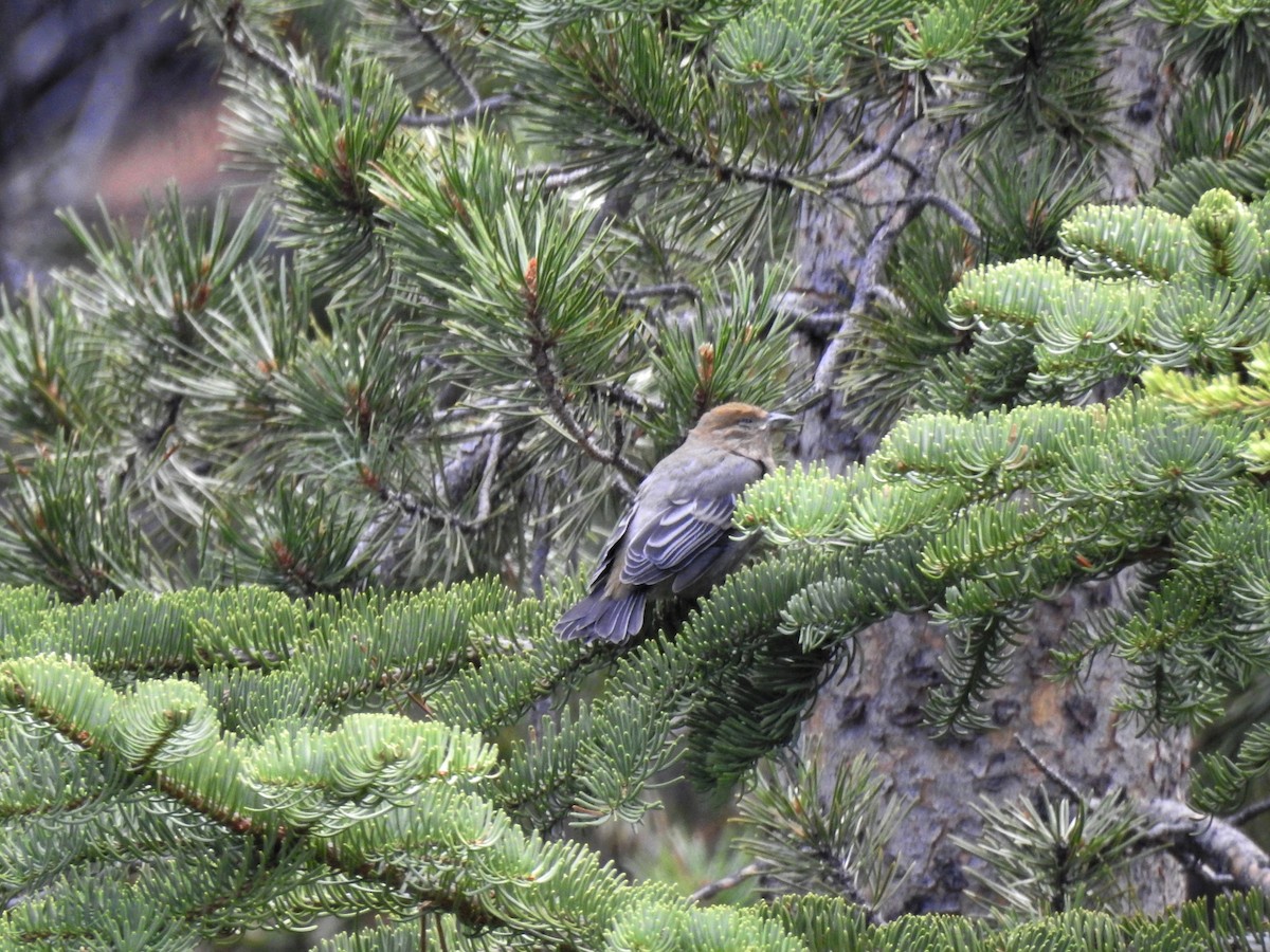 Pine Grosbeak - ML521163561