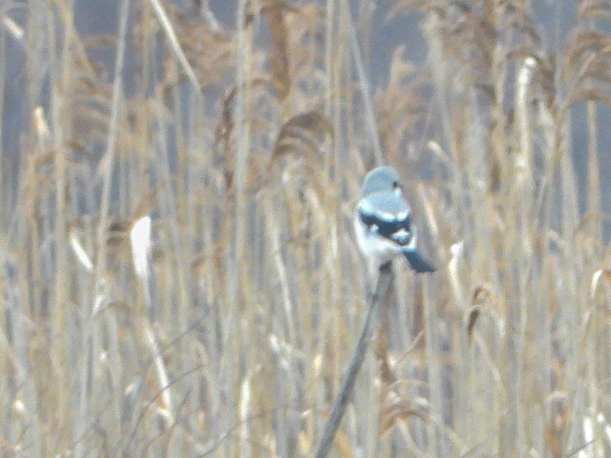 Northern Shrike - ML521164731