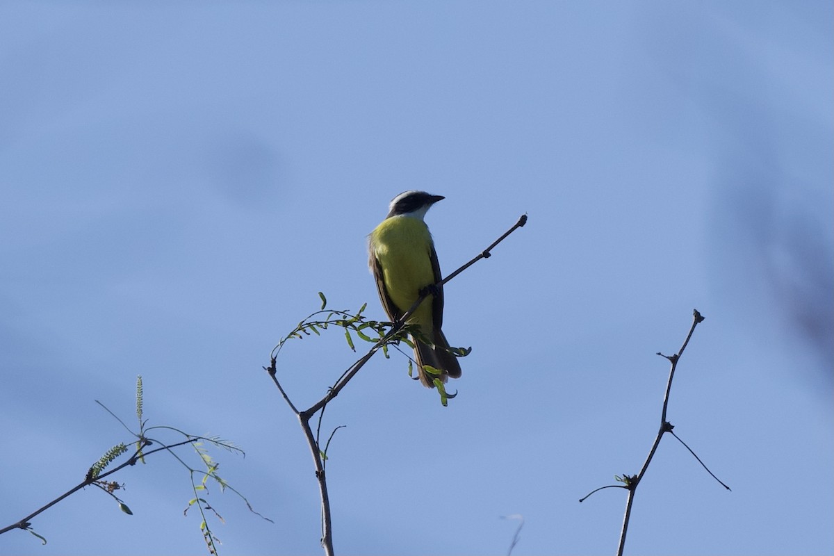 Social Flycatcher - ML521165051