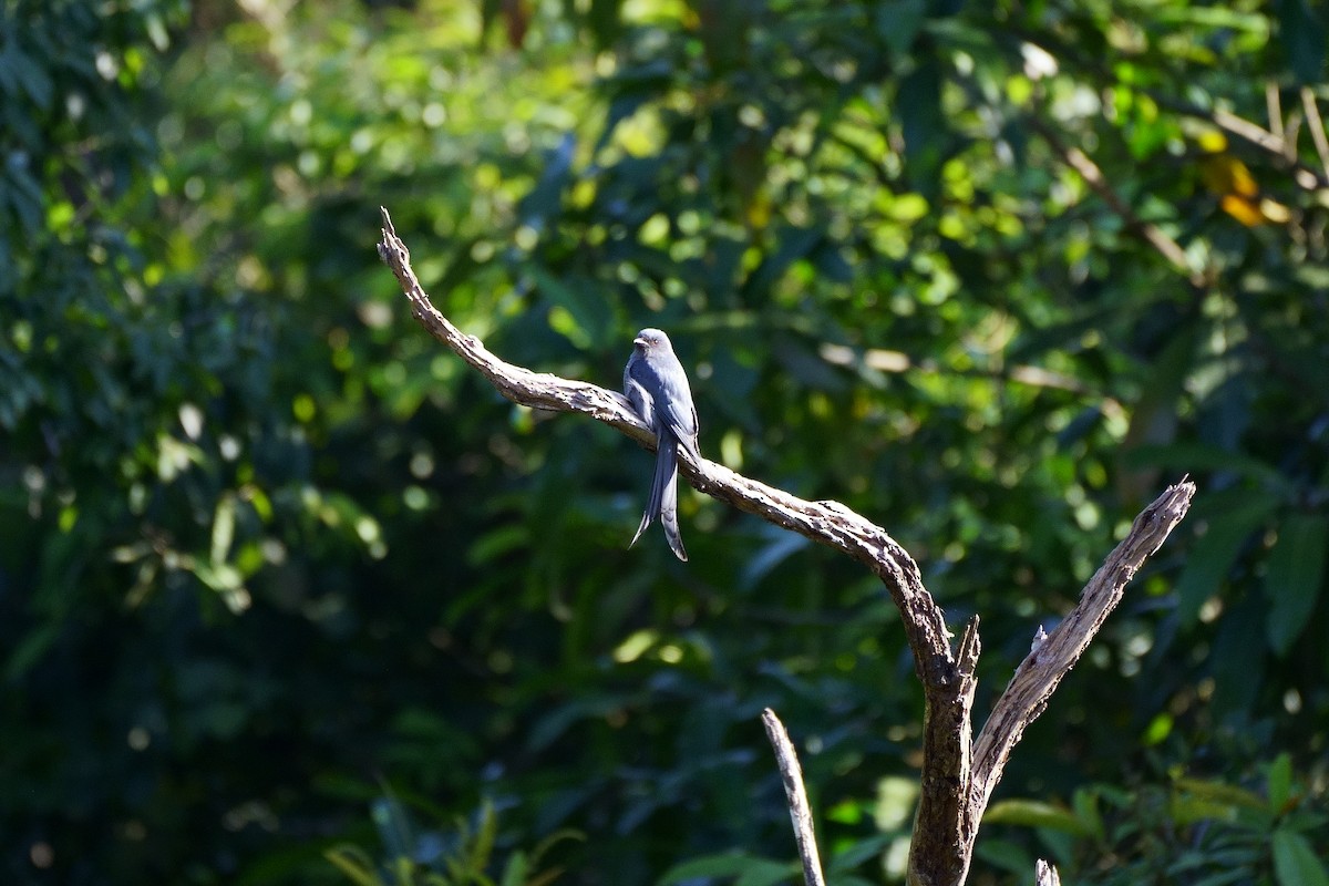 drongo kouřový - ML521167551