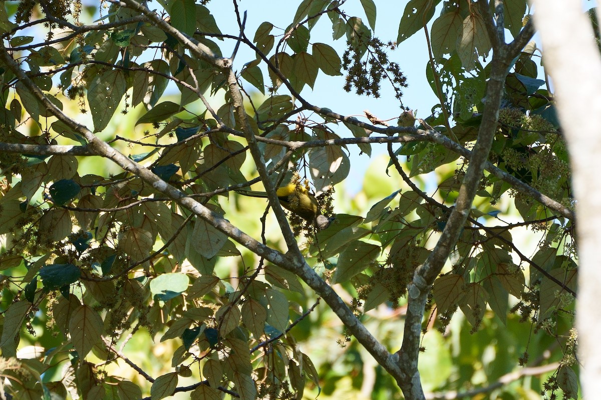 Flavescent Bulbul - steve illenberger