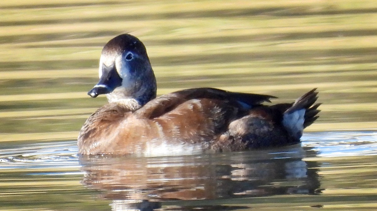 Ring-necked Duck - ML521168301