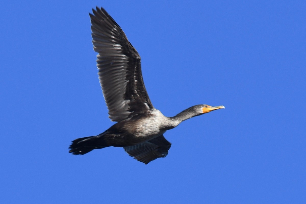 Double-crested Cormorant - barbara segal