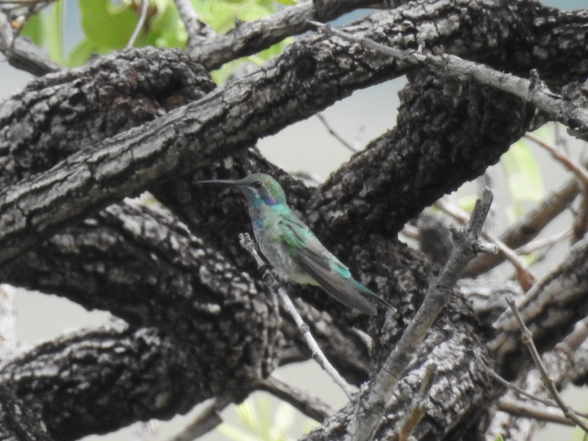 White-vented Violetear - ML521168991