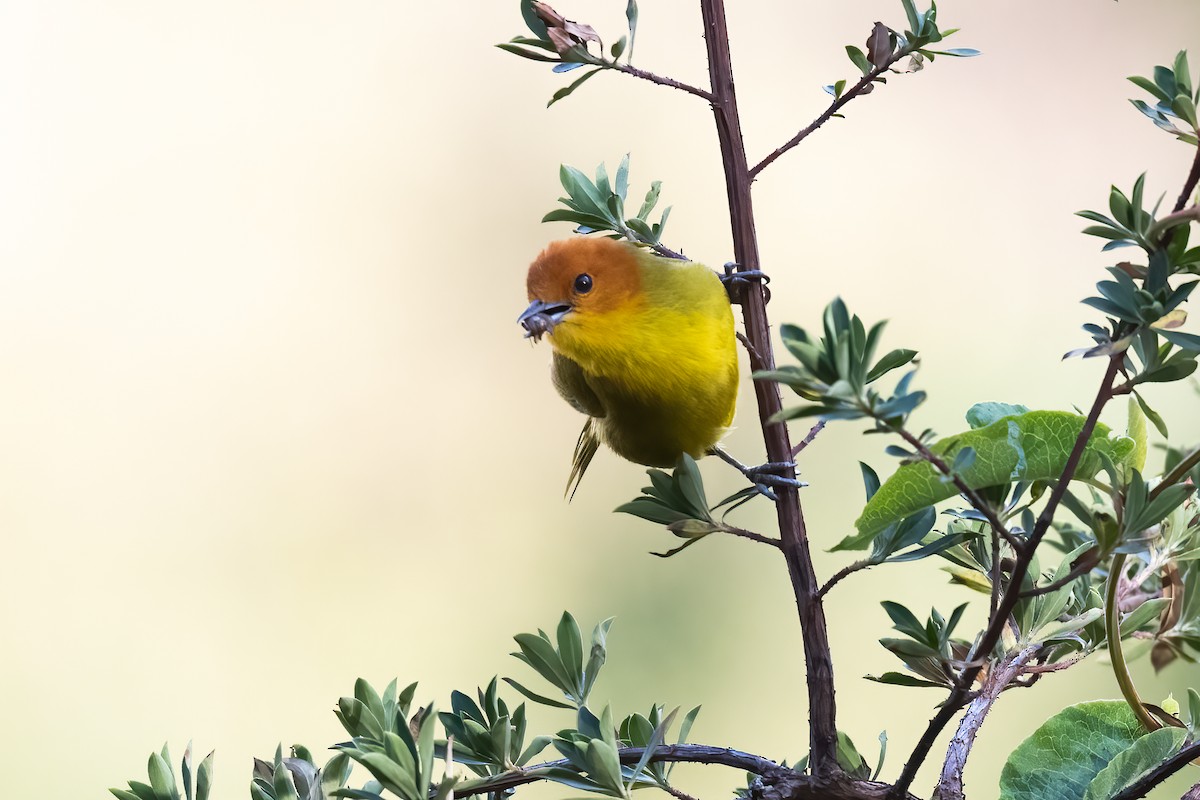 Rust-and-yellow Tanager - ML521169171