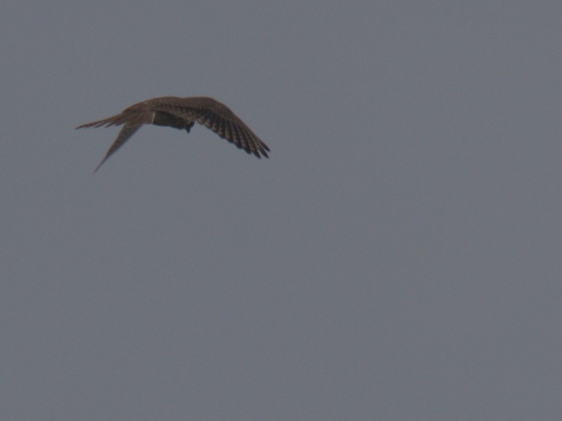 American Kestrel - Sam Rawlins