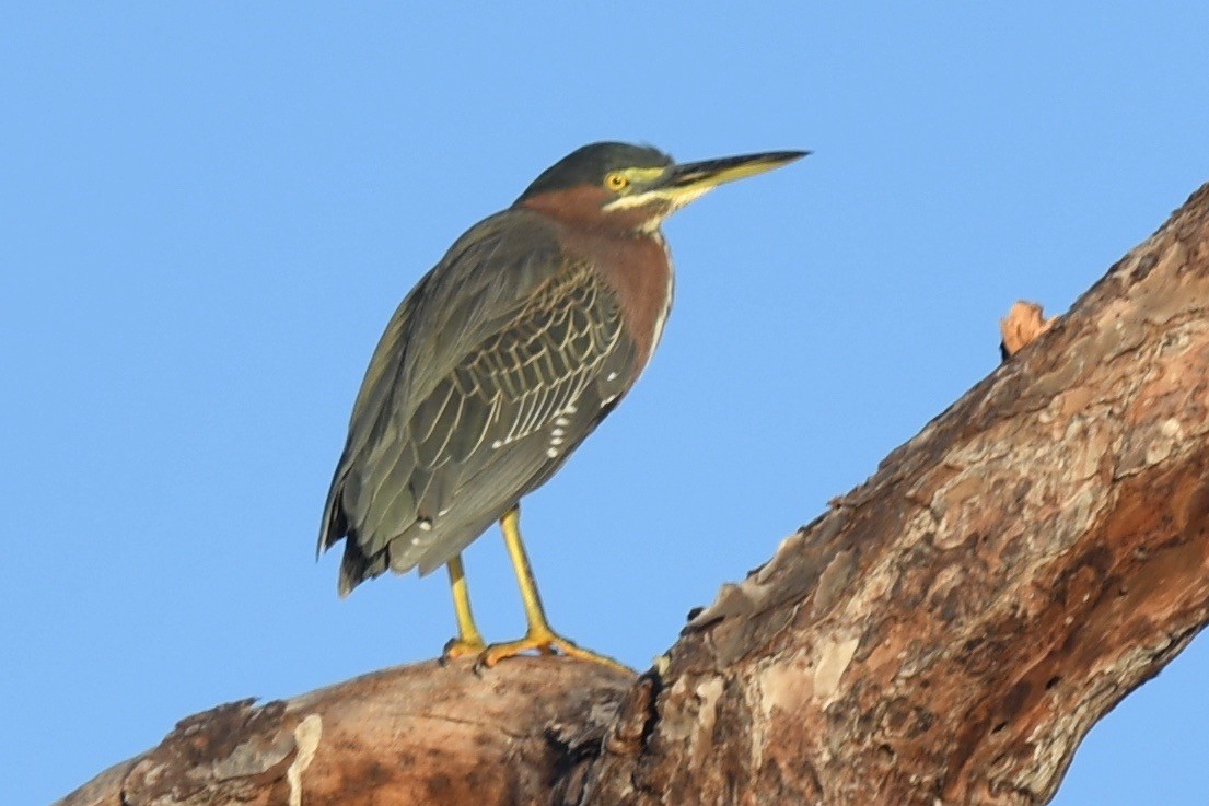 Green Heron - ML521170951