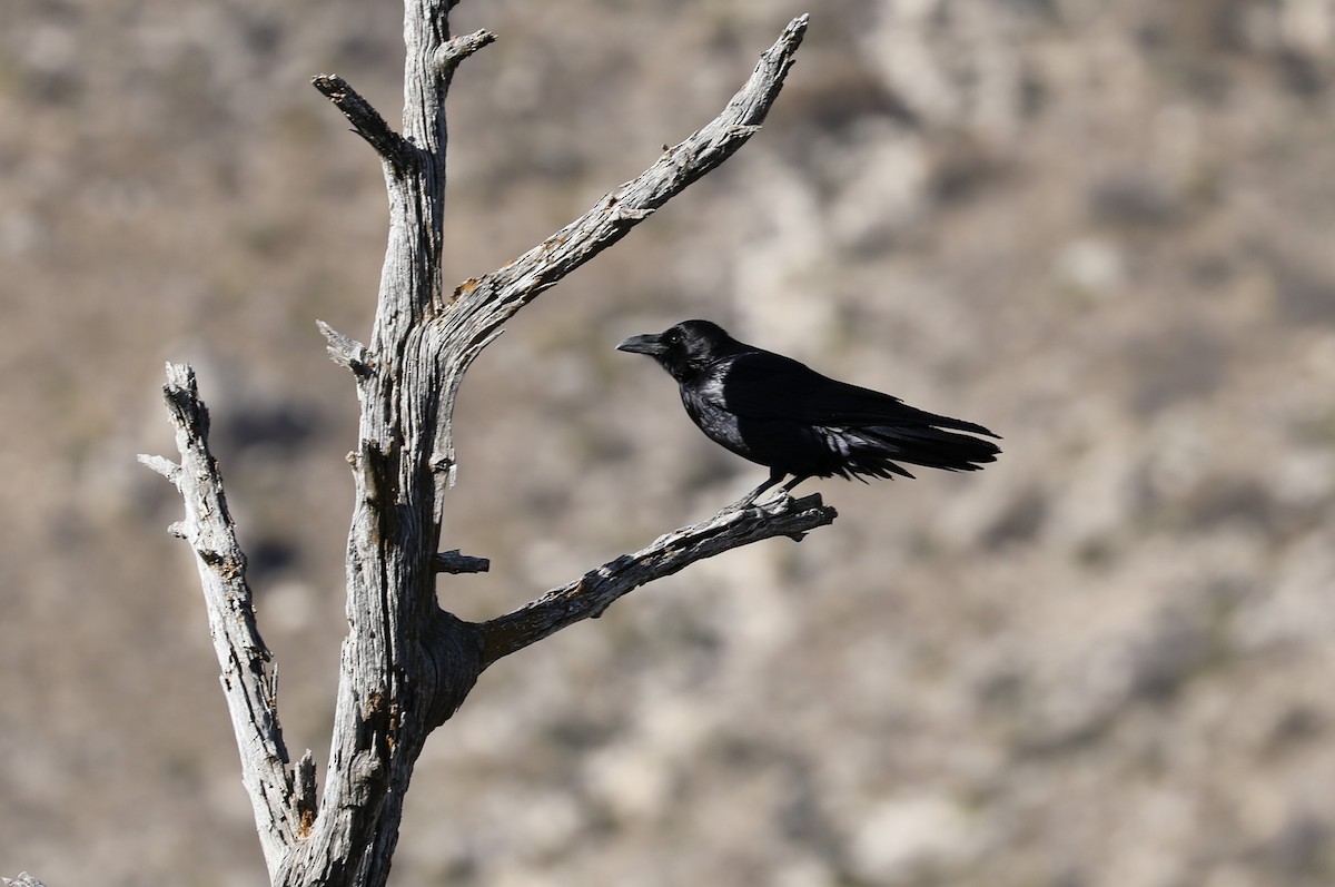 Common Raven - Andrew Orgill