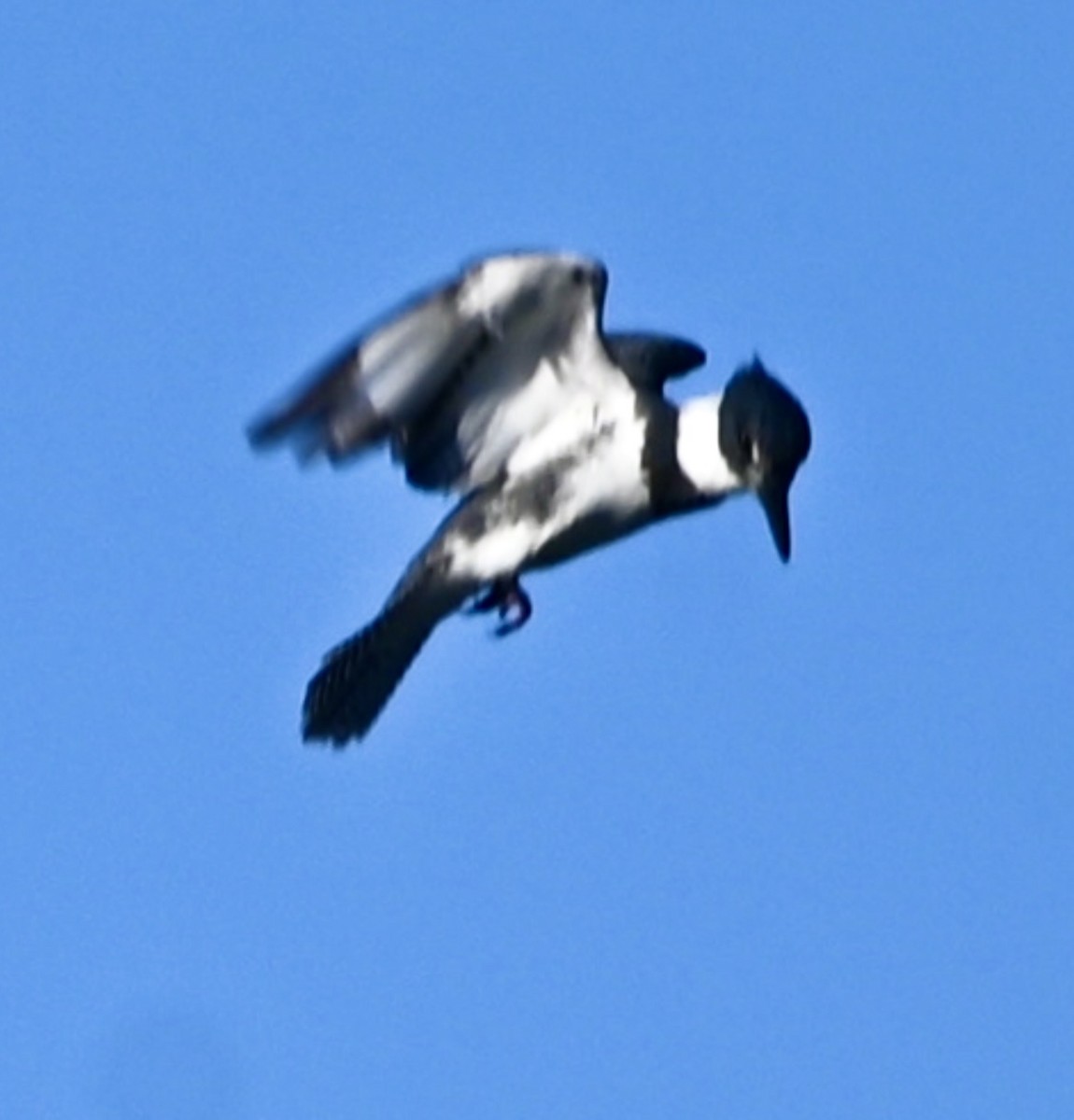 Belted Kingfisher - ML521172011