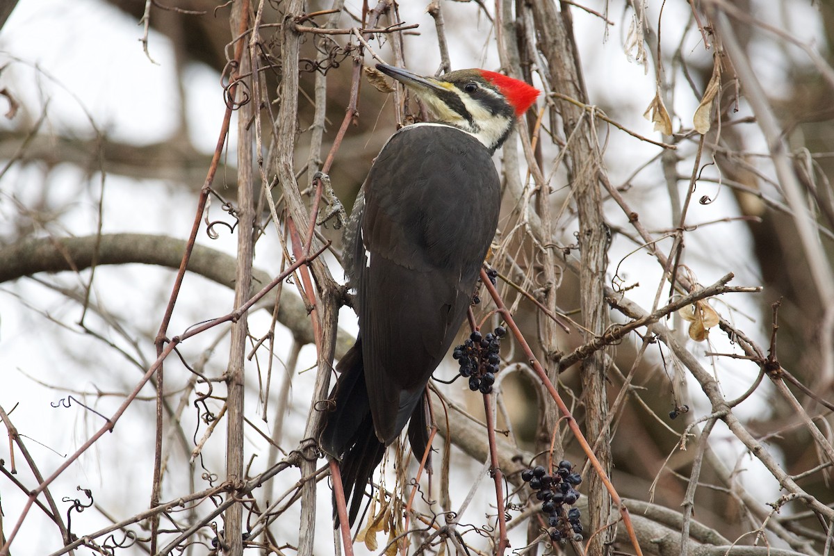 Pileated Woodpecker - Owen Strickland