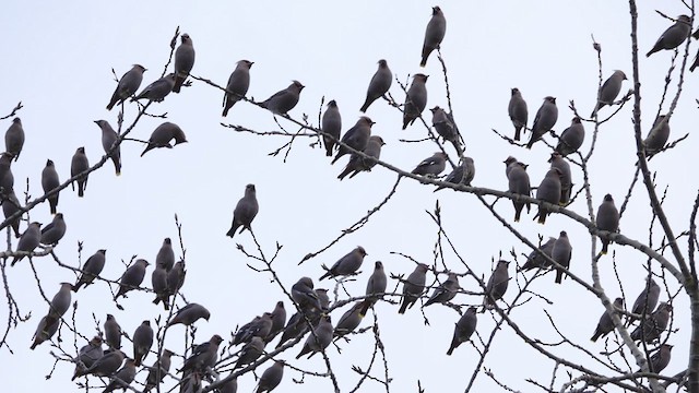 Bohemian Waxwing - ML521172651