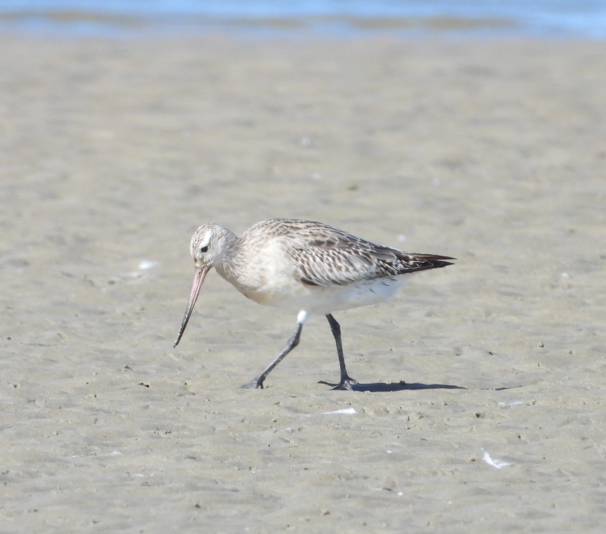 Bar-tailed Godwit - ML521174041