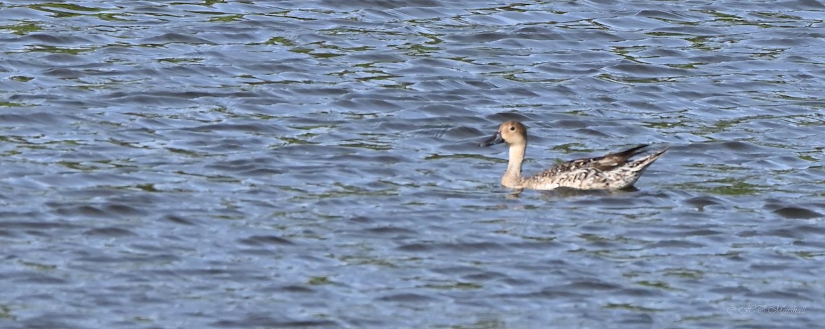 Northern Pintail - Herb Marshall