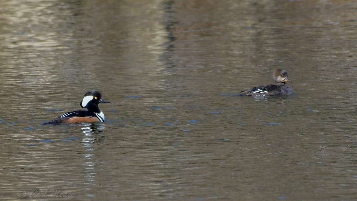 Hooded Merganser - ML52117691