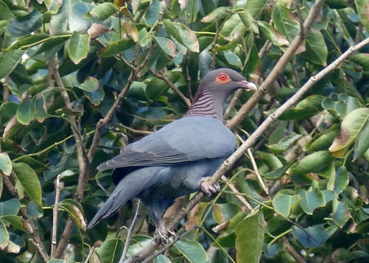Pigeon à cou rouge - ML52117771