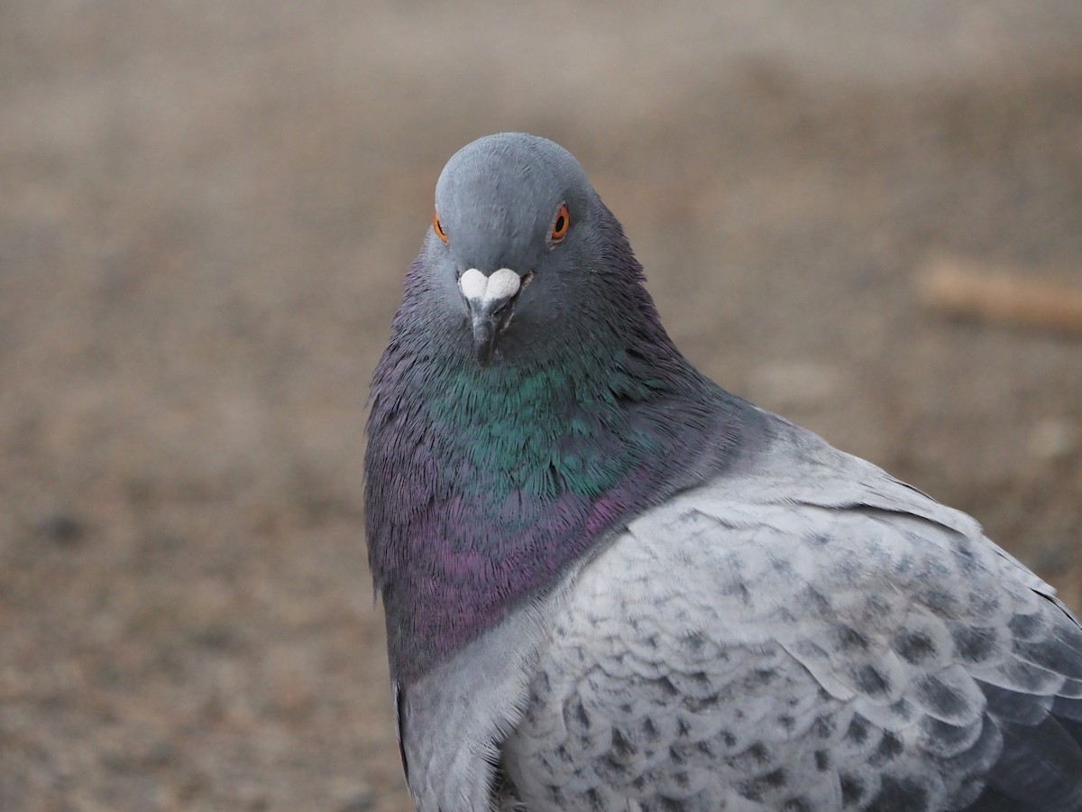 Rock Pigeon (Feral Pigeon) - ML521178081