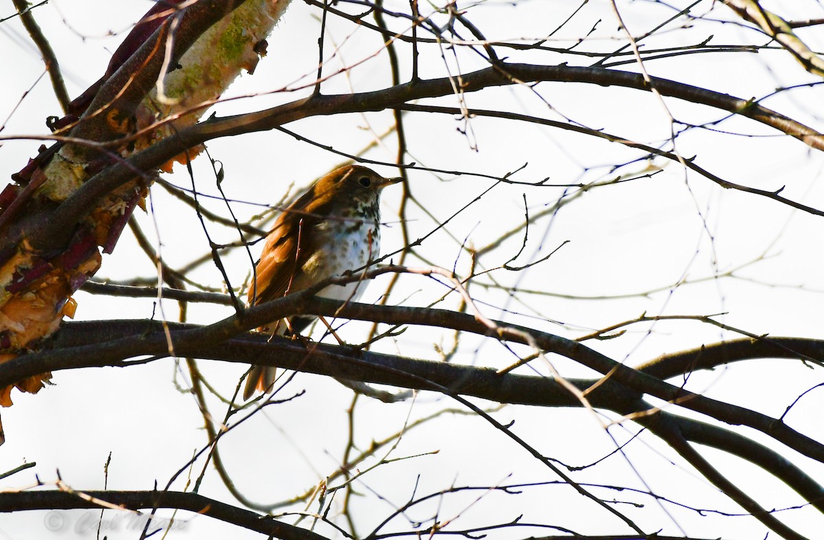 Hermit Thrush - ML52117851