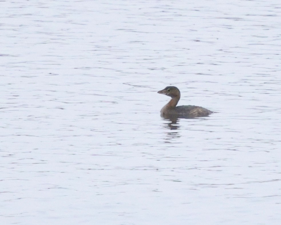 Pied-billed Grebe - Betsy Staples