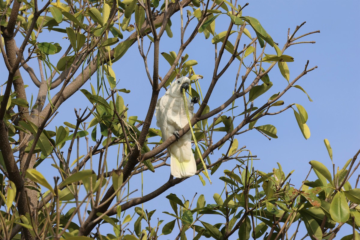 Sulphur-crested Cockatoo - SHIH-BIN TSAI