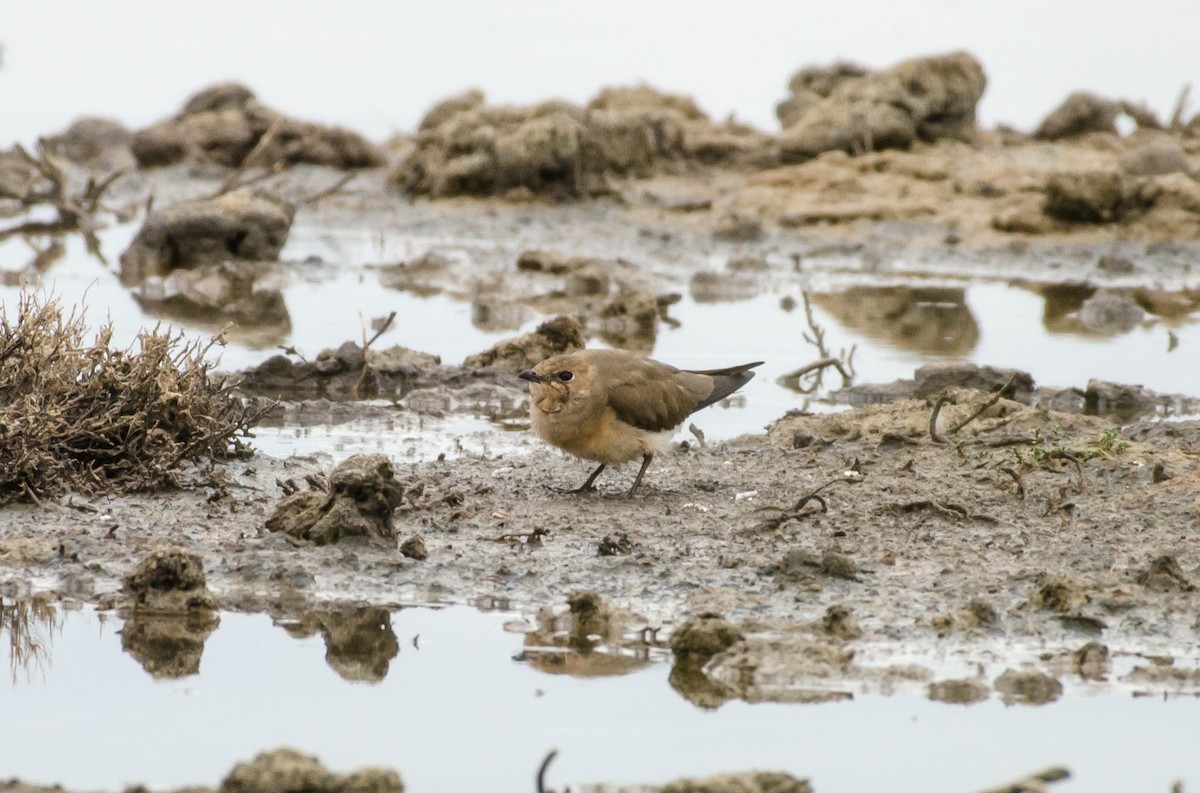 Oriental Pratincole - Deb Hopton