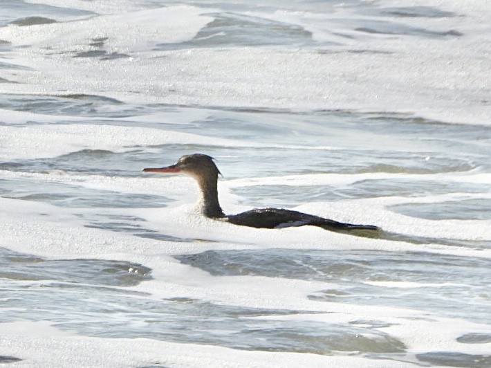 Red-breasted Merganser - ML521180311