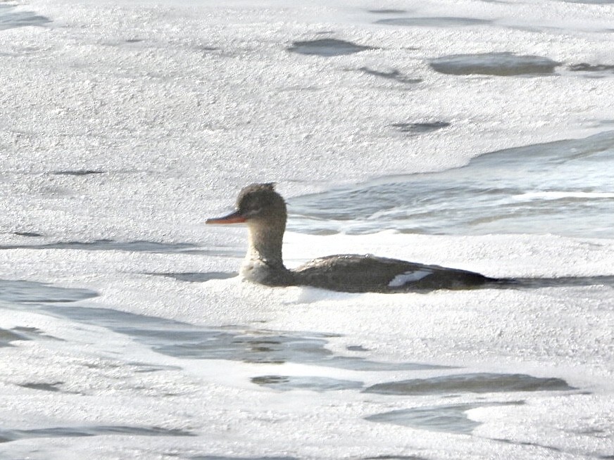 Red-breasted Merganser - ML521180331