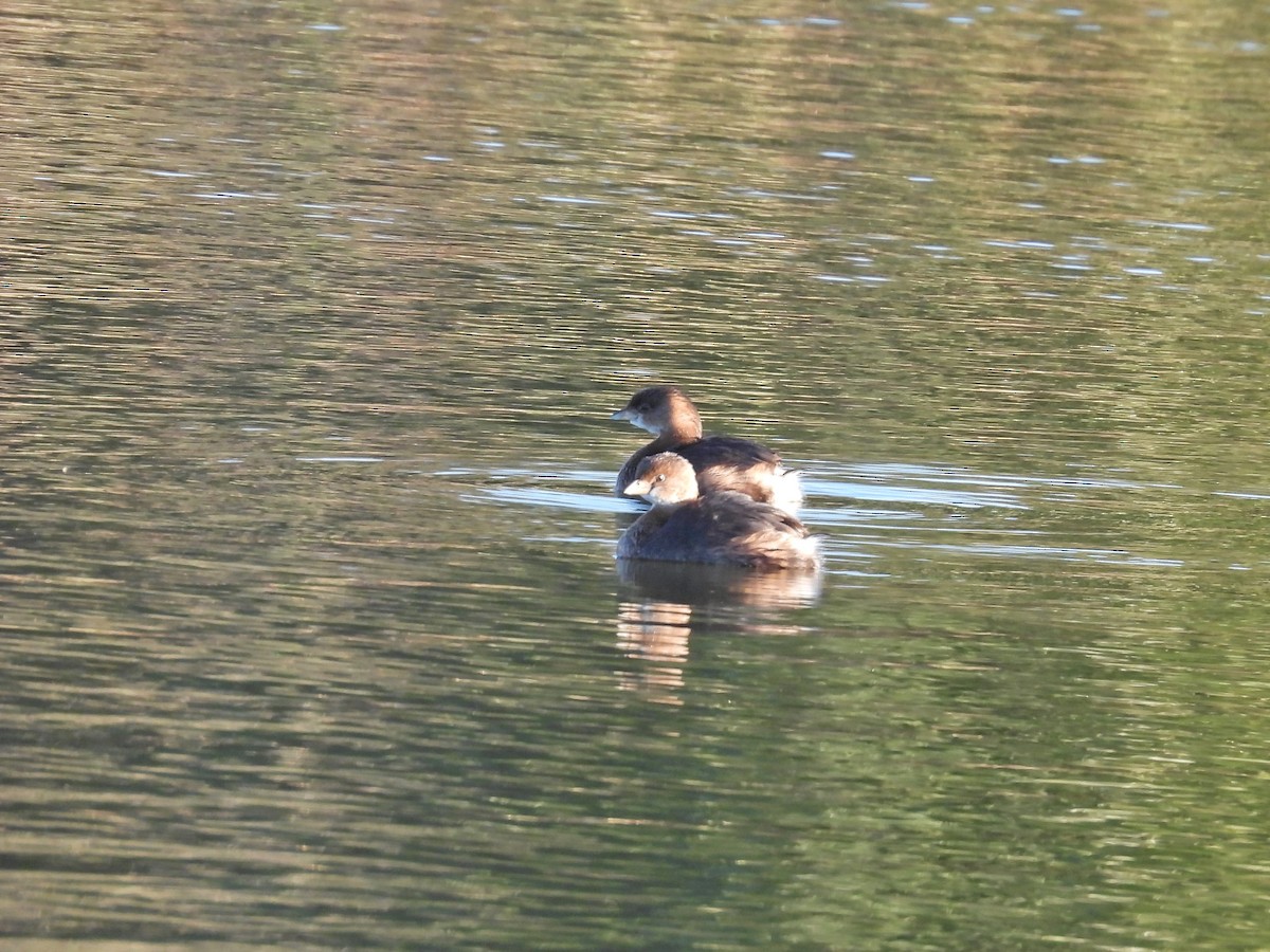 Pied-billed Grebe - Theresa Hartz