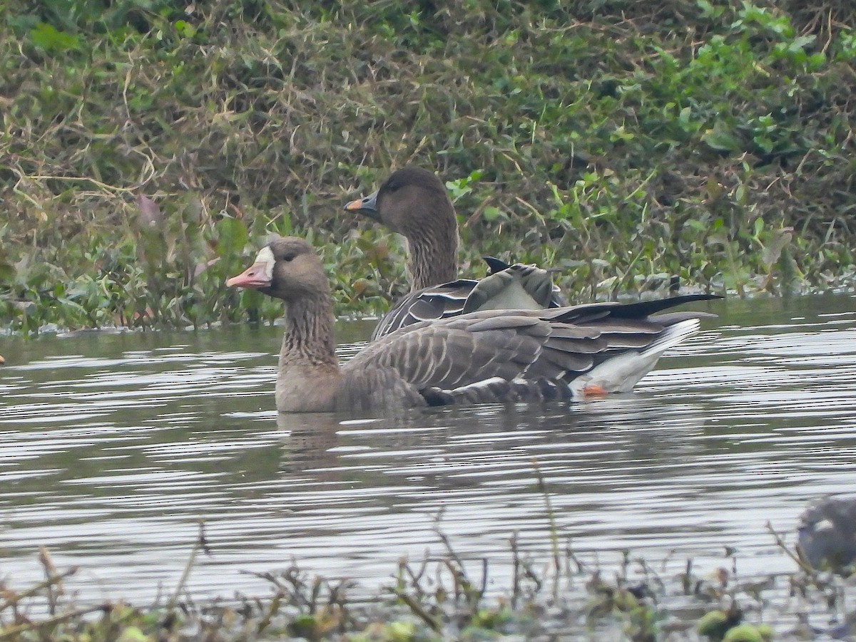 Greater White-fronted Goose - Ansar Ahmad Bhat