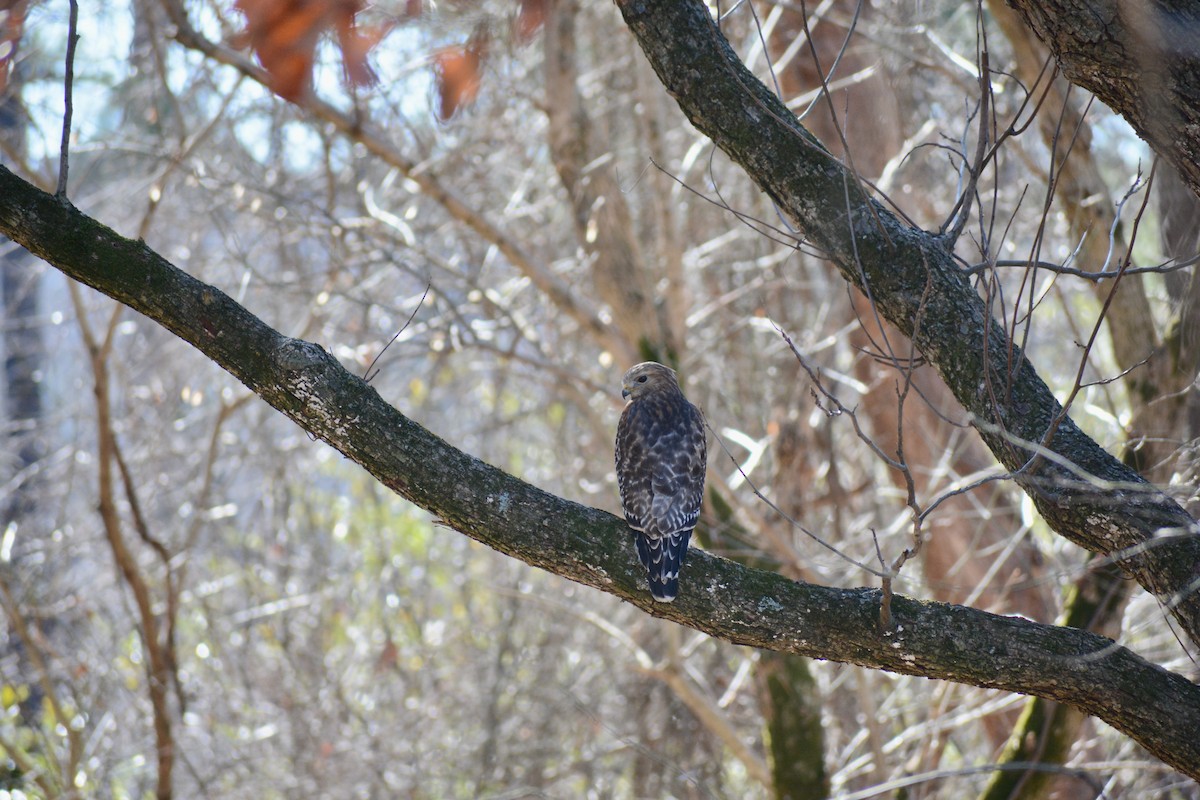 Red-shouldered Hawk - ML521184561