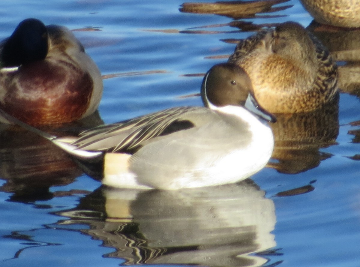 Northern Pintail - Larry Goodhew