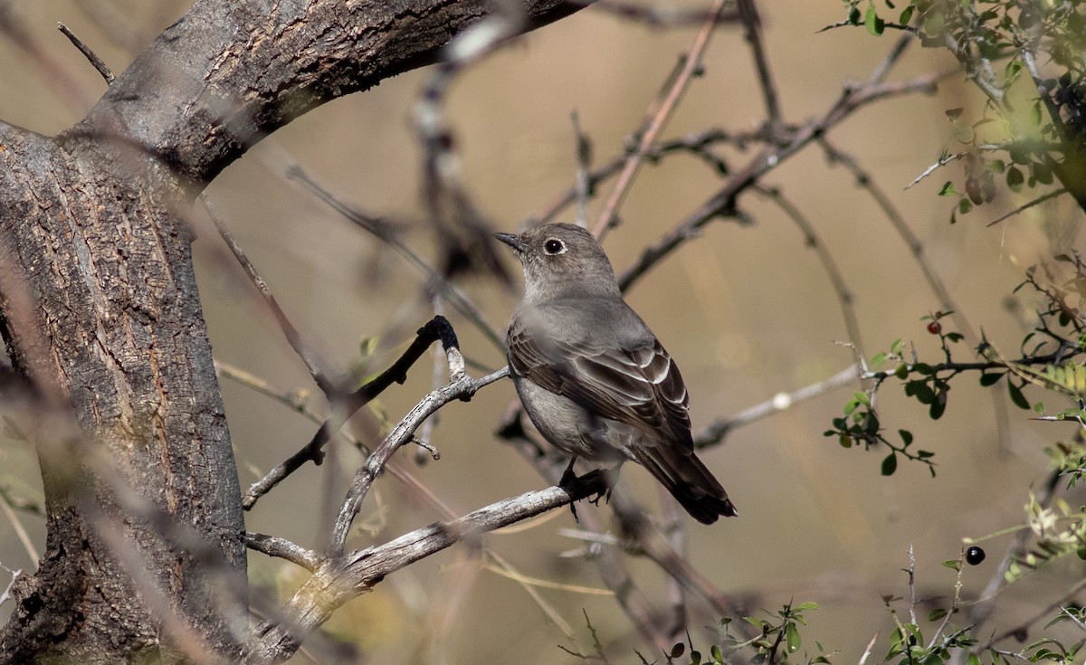 Townsend's Solitaire - ML521187581