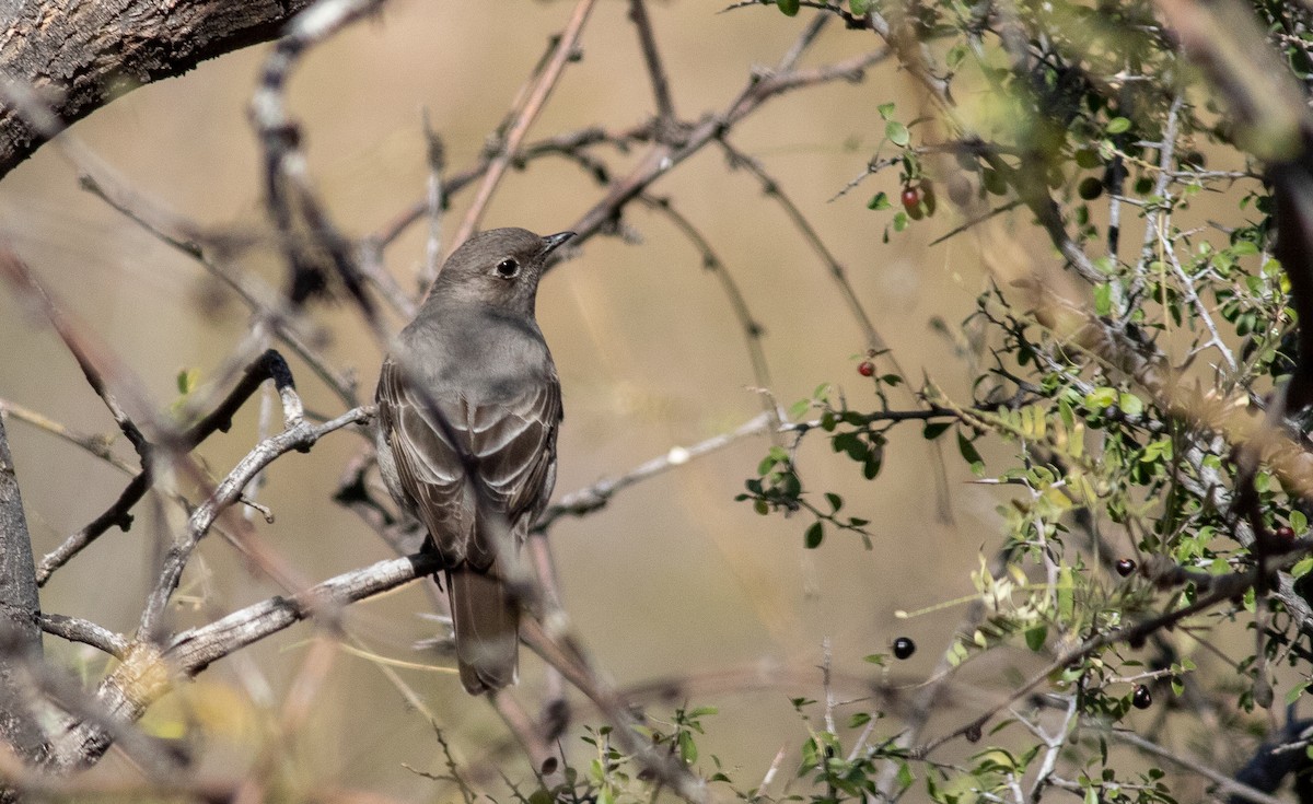 Townsend's Solitaire - ML521187591
